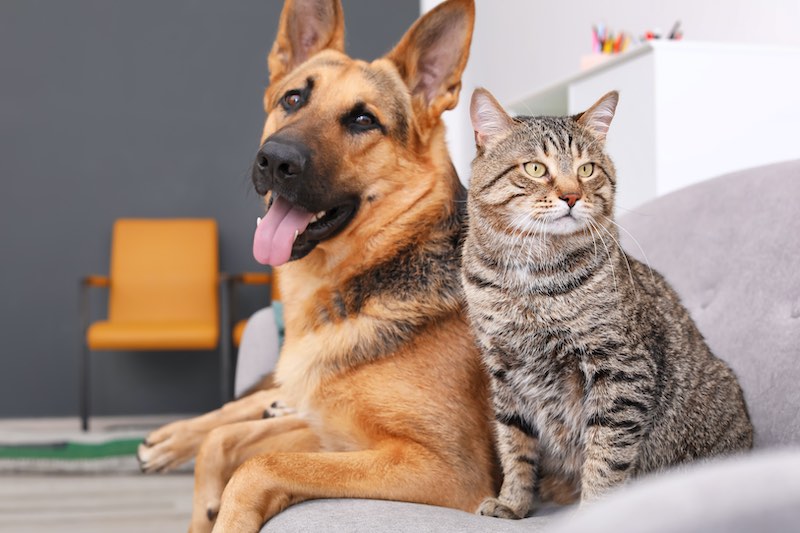 Rising Insurance Costs Are Pet Peeve for Animal Owners