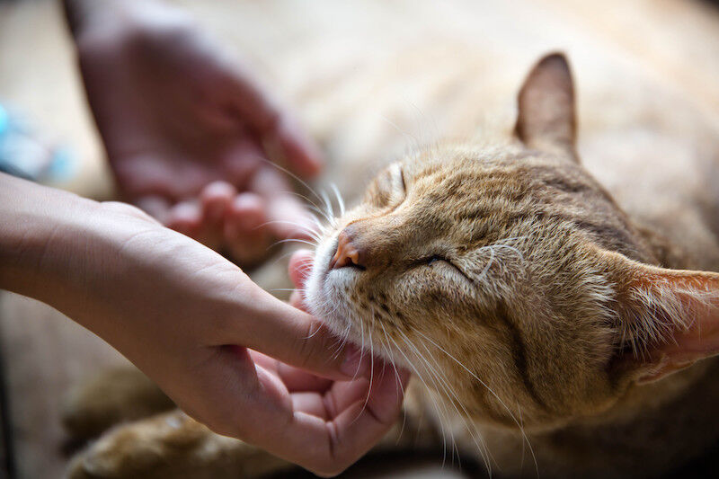 Many Pet Owners Lack Insurance and Underestimate Vet Costs