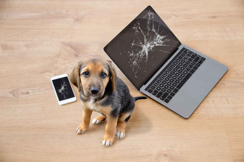 Naughty Dogs Cause More than 800 Home Insurance Claims Each Year
