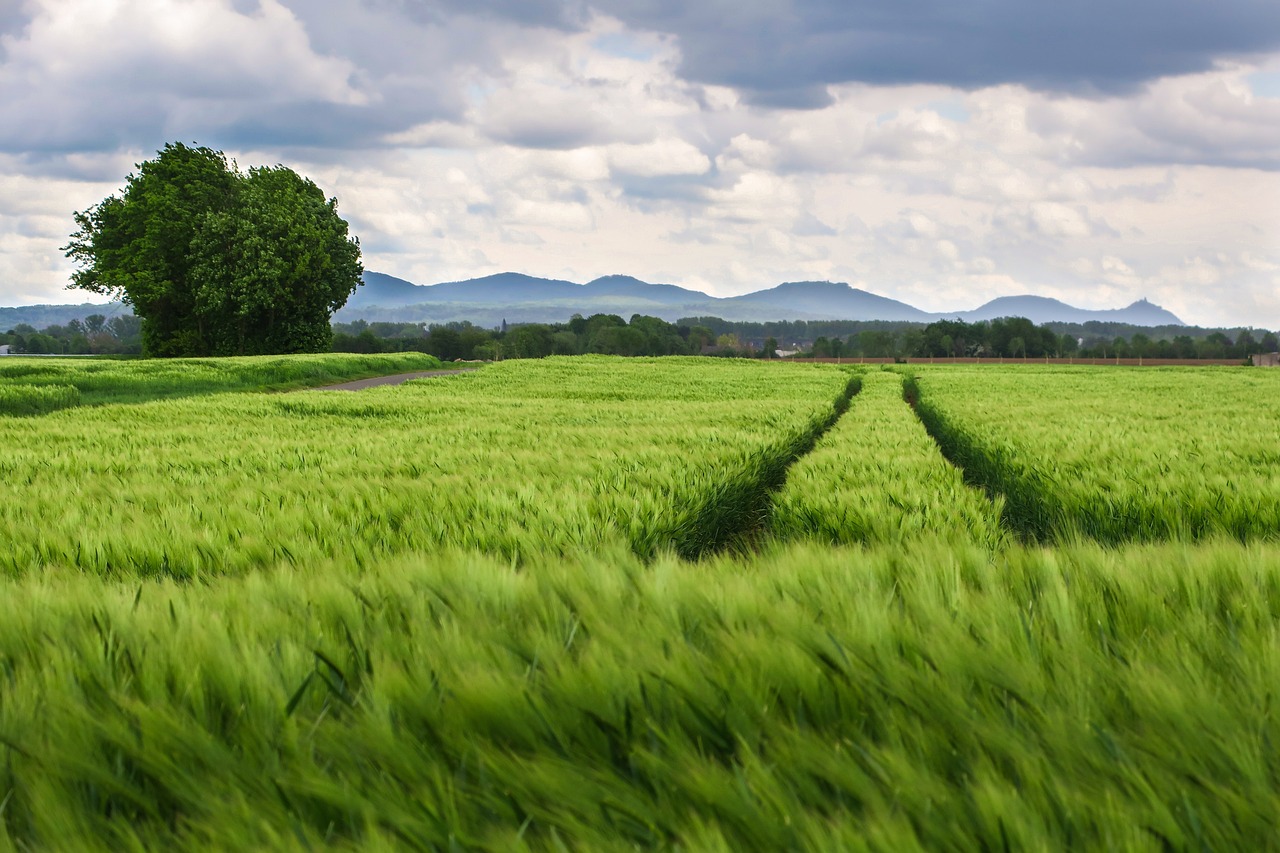 Did you know that green driving could save you money? Here’s how